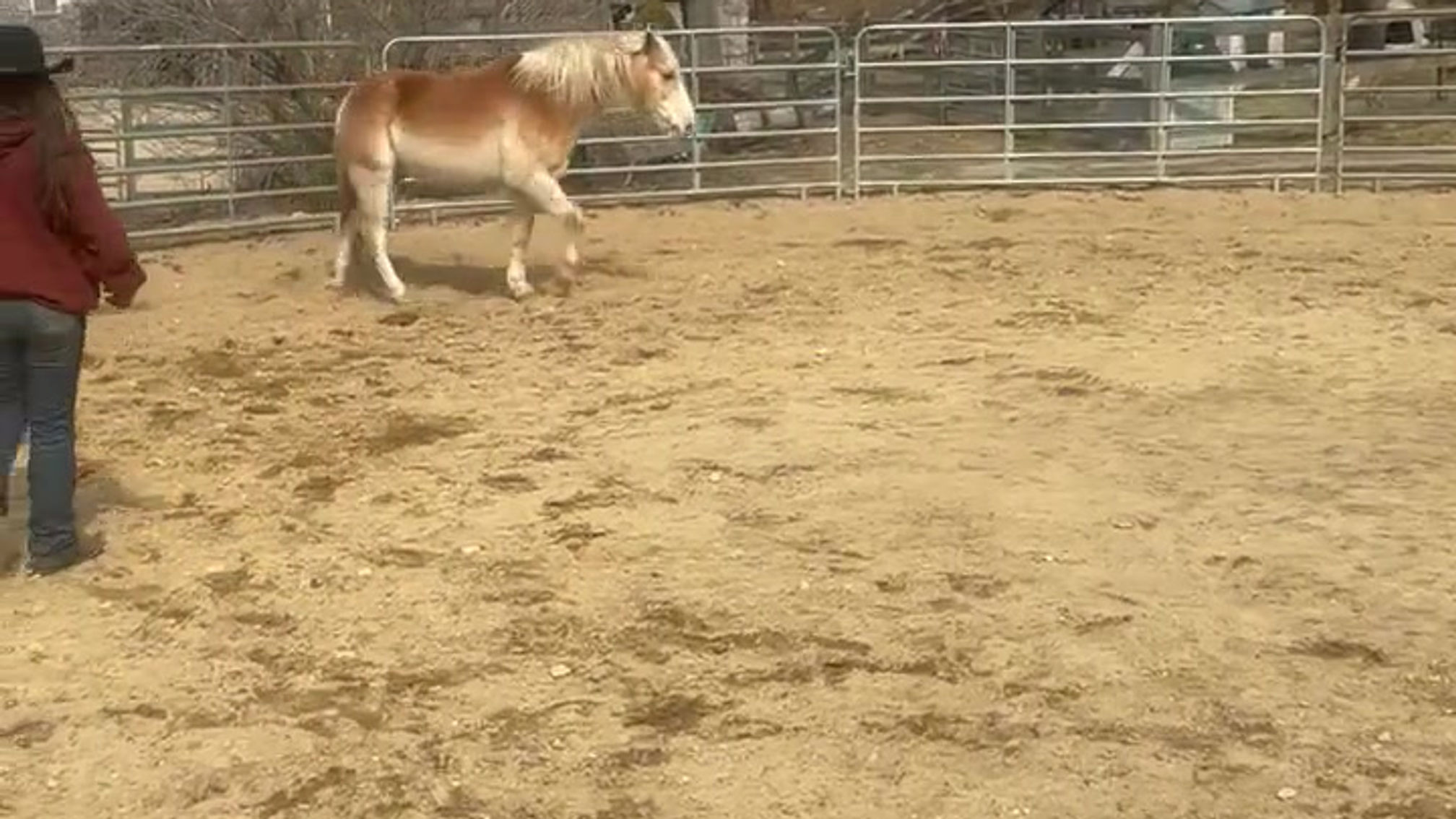 Round Pen Horse Training